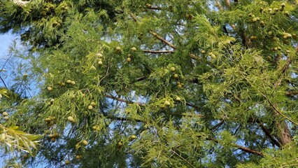 Tree branches of Taxodium distichum or Bald cypress, with green leaves and cones.