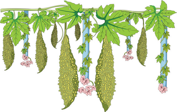Bitter gourd plant leaves online