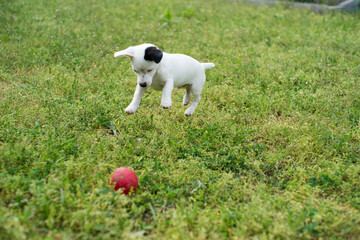 Jack Russell Terrier puppy running, playing and posing during spring in a meadow