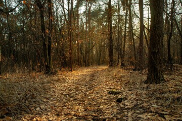 forest in northern Italy during winter with the sun setting in the distance among the trees