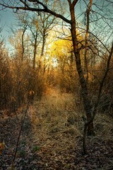forest in northern Italy during winter with the sun setting in the distance among the trees