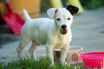 Jack Russell Terrier puppy running, playing and posing during spring in a meadow
