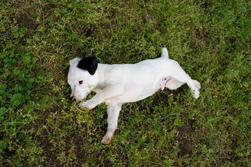 Jack Russell Terrier puppy running, playing and posing during spring in a meadow