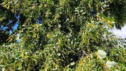 Linden tree branches with green leaves and fruits, on a sunny summer day. Tilia cordata.