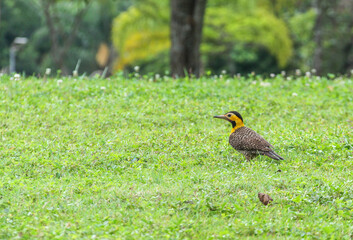 Campo Flicker (campestris), in rural regions, also known as chanchã, chanchão, mango woodpecker and spotted woodpecker. Bird native to South America