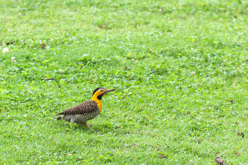 Campo Flicker (campestris), in rural regions, also known as chanchã, chanchão, mango woodpecker...