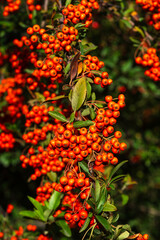 Scarlet firethorn with orange berries