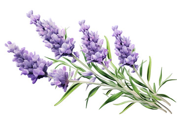 Watercolor bouquet of lavender flowers  on  PNG background