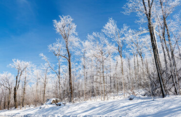 Group of frozen trees on hillside