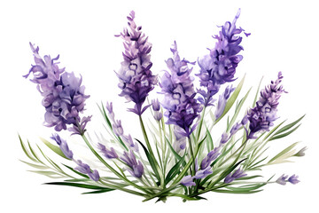 Watercolor bouquet of lavender flowers  on  PNG background