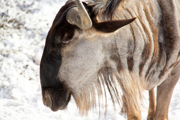 Close up of a wildebeest walking on snow