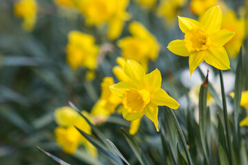 the daffodil, Narcissus pseudonarcissus, yellow narcissus flowers