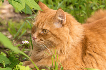 Naklejka na ściany i meble Beautiful maine coon young fluffy red orange cat portrait in profile sniffs a flower in green grass outdoors in garden in nature close up