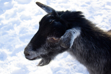 Close up of a black goat on the snow