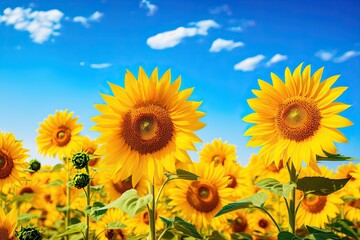 sunflower field over cloudy blue sky background, beautiful photo digital picture, AI Generated