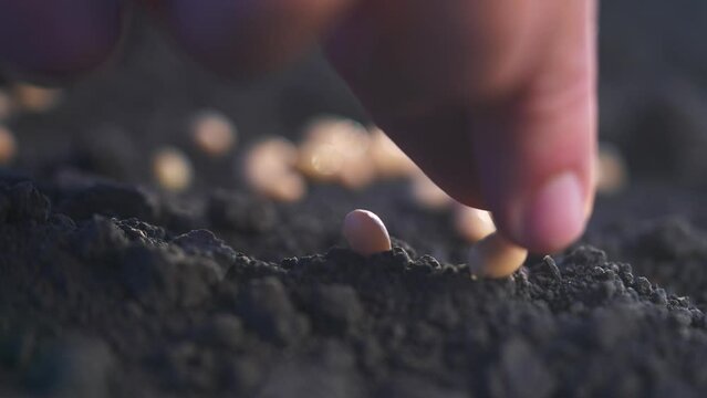 man planting grains. industry dream concept. a man plants seedlings on freshly dug soil in a field. a man plants seeds in dark, loose, soil in numerous rows in a wet field