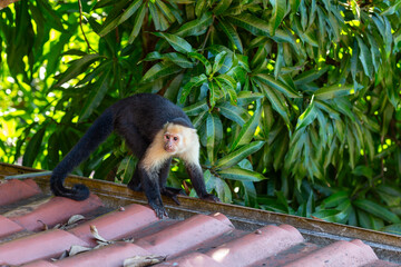 Wild Capuchin Monkey on a Rooftop - 701811635