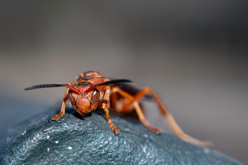 Macro Photos