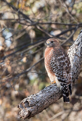 Red-shouldered Hawk