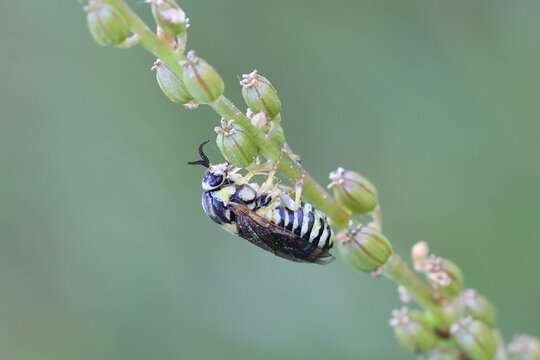 Common pine sawfly, Diprion pini, a serious pest of economic forestry