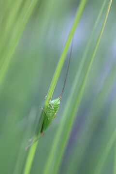 Short-winged Conehead, Conocephalus dorsalis, bush cricket from Finland