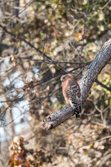 Red-shouldered Hawk