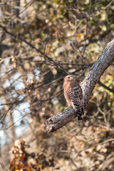 Red-shouldered Hawk