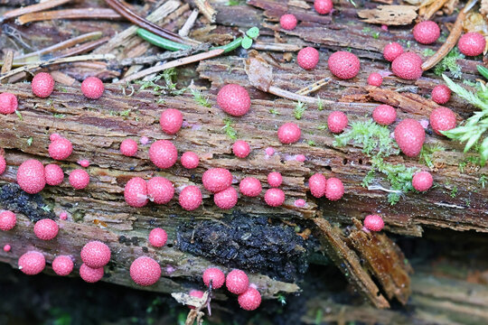 Wolf's milk, Lycogala roseosporum, slime mold from Finland