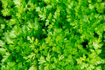 Fresh green parsley growing in the vegetable garden. Organic cultivation, full frame background of green parsley leaves in close-up.	