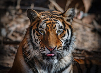 Close-up of a tiger - 701814483