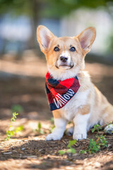 Pembroke Welsh Corgi puppy wearing a bandana sitting in a park on a beautiful sunny day.