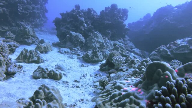 underwater look out view ofAcropora verwei tenuis mountainous star coral colony gathered on the seabed bottom floor with white sand in the ocean blue sea salt water underwater world during day time