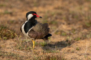 Red-throated plover, Red-crested plover (Hoplopterus indicus, Vanellus indicus), standing on the ground