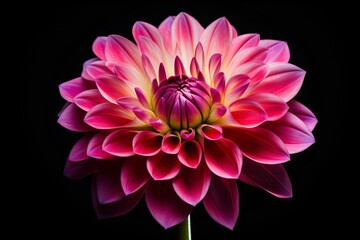 Closeup of a red and pink flower