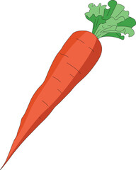 Carrot isolated on white background