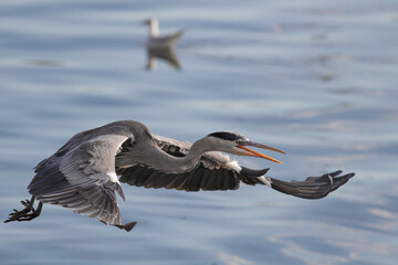 Big heron in flight
