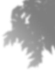 Plant shadow