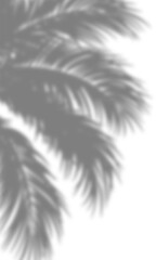 Obraz premium Plant shadow