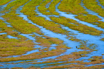 Flooded Farm Field with Crops that are Ruined from Flood Waters