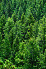Lush Green Pine Forest Forrest Environment Preservation