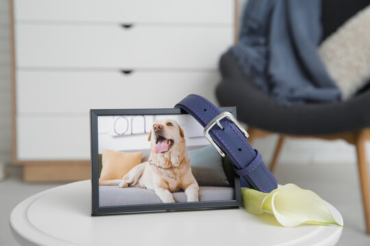 Frame with picture of dog, collar and calla lily on white table in room. Pet funeral