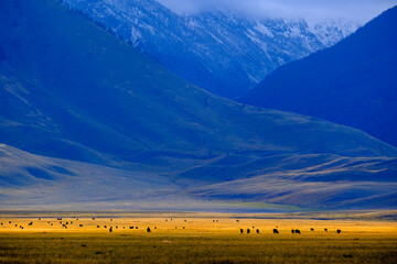 Valley with Cattle Black Cows on Pasture Ground with Mountains in Background