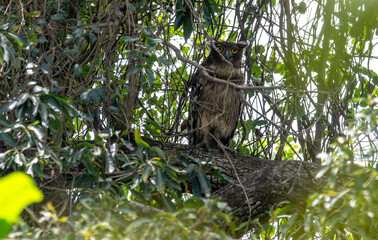 Fish owl perched on a tree