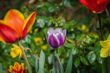 Blooming tulips grow in the garden. Spring gardening, outdoor concept background, floral style