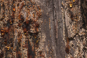 Tree bark texture background. Forest, wildlife, outdoor concept. Beauty in the nature
