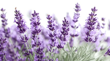 Obraz premium A Field of Lavender
