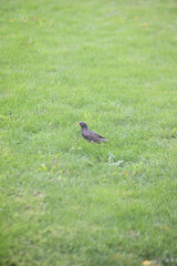 Sturnus vulgaris - Star