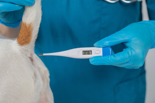 A veterinarian measures a dog's temperature rectally with an electronic thermometer.