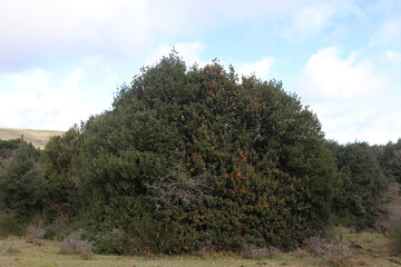 Holly bush with red berries in the forest