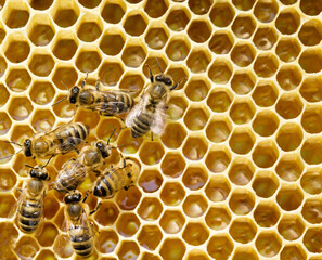  bees on honeycells. Close up view of the working bees on honeycells.